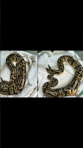 Giant python makes slithering stop at In-N-Out Burger drive-thru