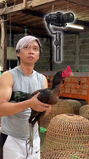 Cinematic Ayam Ruby Pakoy: Training and Battles