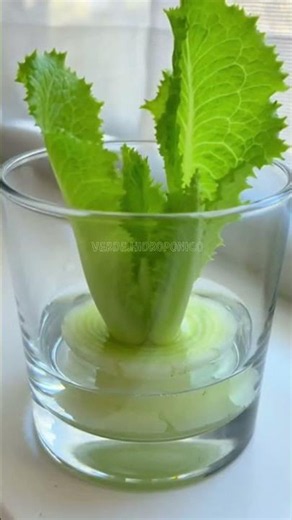 Learn how to grow your own food 🍅🥬 in your home hydroponic garden #hydroponics