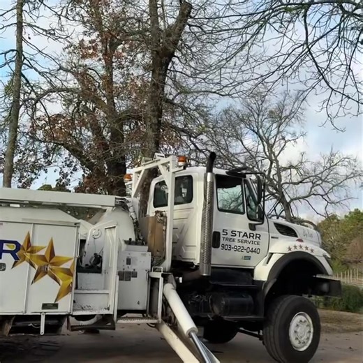 Why order a one star tree service when you can have a 5 star ! 5 trees removed but in a very tight space. | Sabor a Pasion Estate & Vineyard