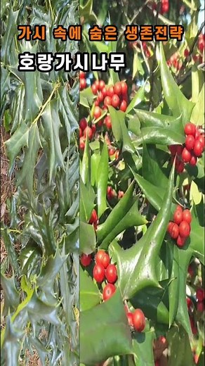가시 속에 숨은 생존전략 호랑가시나무 #꽃설명 #garden