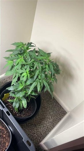New skunk #1 project hmgonna make me some skunk #1 seeds and through others strains in I've made