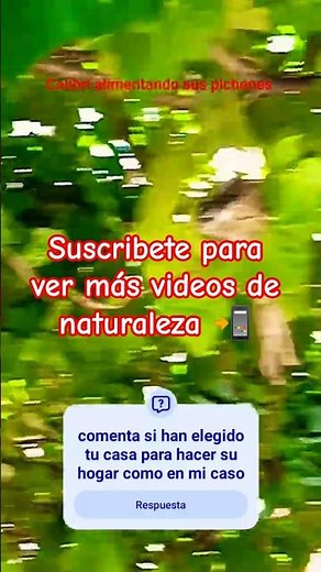 colibrí alimentando sus crias