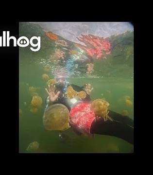 The Octopus Jellyfish of Lake Shiraishi || ViralHog