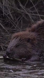 1K views · 86 reactions | Maandelijks slijten de snijtanden van de #bever ongeveer 2 centimeter. Gelukkig groeien ze even snel weer aan, dus de bevertanden blijven op lengte. Dit Natuurshot van de Week is trouwens gemaakt door Bas Oosterom. | Roots | Facebook