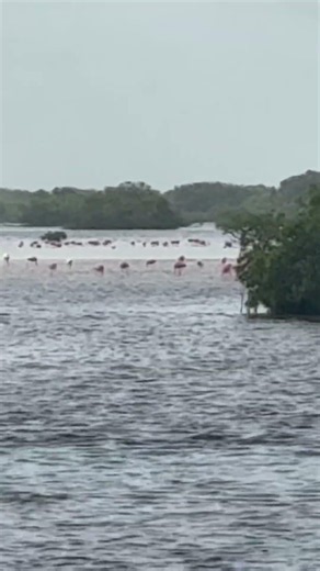 FLAMINGOS in the Gulf of Mexico, Yucatán.