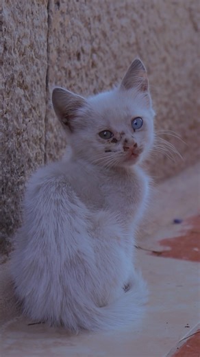 Cute Little Kitten 😻 Green and Blue Eyes | Adorable Video _#cat #cute #kitten #shorts