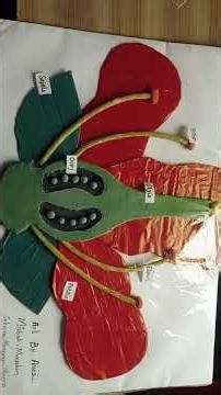 STRUCTURE OF FLOWER 🌸