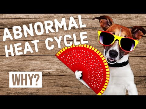 Abnormal Heat Cycle in Dogs