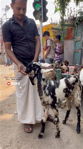 Karoli Kota Goat ‪@AsiaBakriMandi‬ #trending #shorts