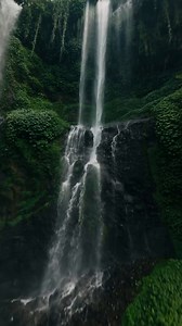 Waterfall, Trees, Forest. Free Stock Video