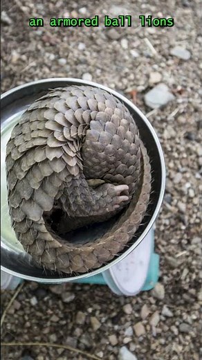 Survival Superpower: Pangolin — Scale-Armor Lockdown