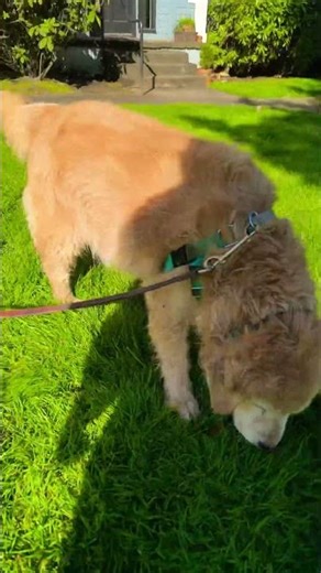 Golden Dog Rolling in Grass - Gracie 10yrs