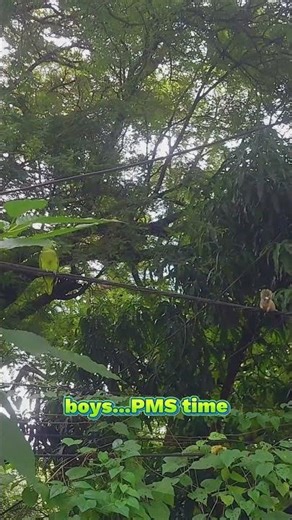 When a Squirrel Flirts with the Wrong Bird | AI Song