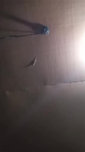 Understanding the Artistry of Deaf Artists