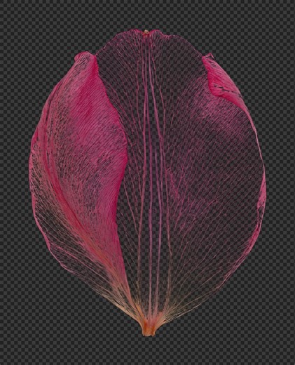 Download free png of PNG Delicate pink flower petal by Aew about background, png, texture, flower, and shadow 26586261