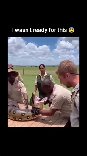 FINDING on Instagram: "DM For Credit/Removal The post features a shocking 15-second AI-generated video that appears to show a group of people conducting a risky “python experiment.” Around six to seven men can be seen holding a massive python while a bald man examines its open mouth, seemingly trying to understand the reptile’s anatomy. Suddenly, in a terrifying twist, the python lunges forward and clamps its jaws around the man’s head, leaving everyone around stunned in panic. While the visuals