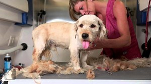 After Getting The Best Makeover, This Dog’s Life Was Saved! Watch His Unbelievable Transformation!