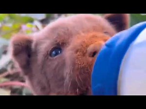 dogs choosing their owners