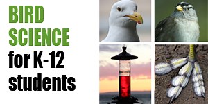 10  Backyard Bird Science Projects | Science Buddies Blog