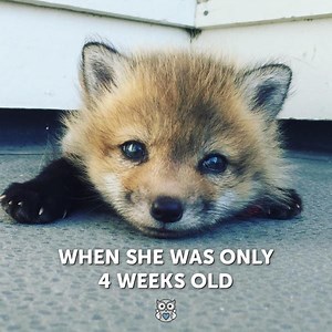 This baby fox had a rough past but was rescued and now she has the best life ever! 🐺 https://www.instagram.com/aylathefox/ | Appreciate