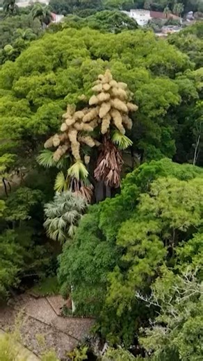 Rare palm trees bloom once in a lifetime before dying in Rio
