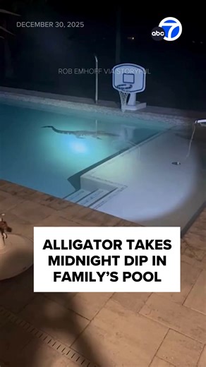 Florida Family Finds Alligator in Backyard Pool