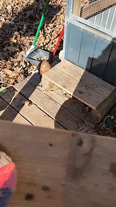 Squirrel boxes with Blink Camera. This is one of our current boxes we use to monitor or released squirrels. | Squirrels Gone Wild Rescue & Rehab