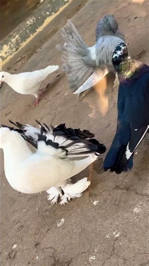 No shell Pigeon 🕊️