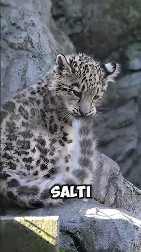 What are animal tails REALLY for? 😲