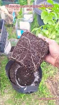 Finally reported my husky cherry red tomato plant #huskycherryred #tomato #asmrgardening