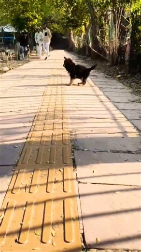 Call 8810623046 German Shepherd premium puppy available for booking Strong guard bloodline