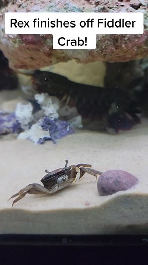 Rex Finishes Off the Fiddler Crab!