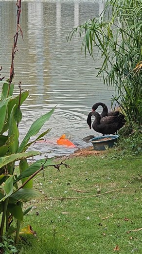 11K views · 423 reactions | Bird feeding fish | Beautiful World | Facebook