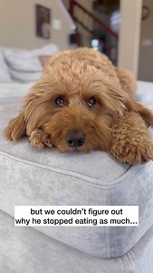 2.8K views · 13 reactions | Our Furbo 360 Dog Camera and the new...