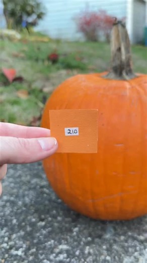 Turns out fall and our paint palettes have a lot in common 😉🍁 #paintbynumber #colormatch #diydecor #fallcolors #paintmatching #ellecreepdx | Elle Crée