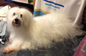 Observation: A Powerful Tool for Relating With Your Dog