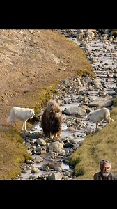 15M views · 101K reactions | #animal #tiktok #foryou #wolf | Favorite Movies | Facebook