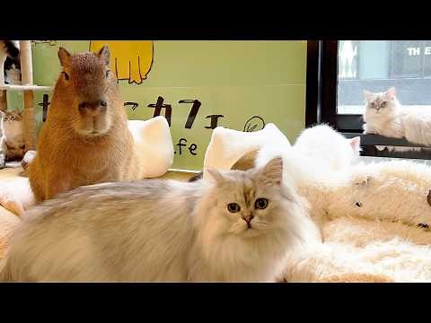 Japan's Capybara & Cat Cafe🐈 The only place in the world!!