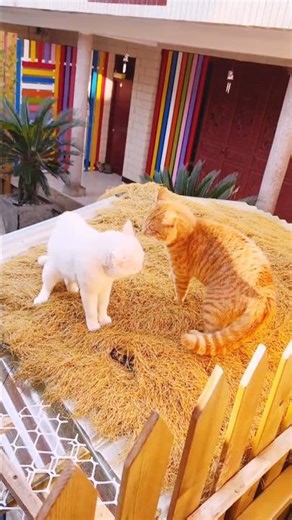 😼White Cat vs Yellow Cat Fight! | Real Cat Battle 🐾 | Viral Shorts #ytshorts #shortsfeed #cat