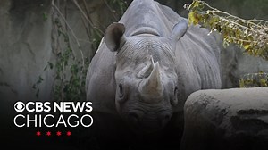 Lincoln Park Zoo announced endangered black rhino is pregnant