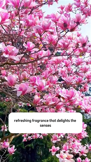 4.6K views · 33 reactions | Magnolia Soulangeana | Dodo Garden | Facebook