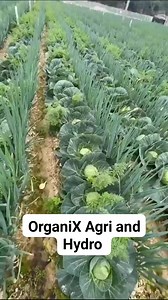 29K views · 752 reactions | Cabbage farming with other crops #mixedfarming #farming #agriculture | OrganiX Agri & Hydro | Facebook