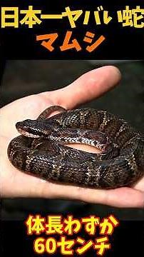 [Yukkuri Explanation] The Japanese Mamushi: A Viper You Must Never Provoke