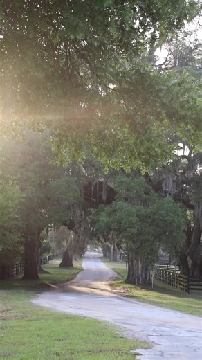 6.8K views · 139 reactions | Ocala Stud has been a staple in the Florida thoroughbred horse industry since 1958. Year after year, runners bred, raised, and sold by Ocala Stud rank among the best of their divisions in the U.S. and abroad. Take a peak behind the operation in Episode 26 of the Rural Recharge Podcast with David O'Farrell, General Manager and third generation horseman. Listen Now: https://loom.ly/zh93Tb0 | Florida Farm Bureau Federation | Facebook