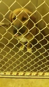 Adopted!! Big Spring, TX Big Spring Animal Shelter URGENT! Euthanasia Date Thurs., Oct. 1st, 9am Kennel 17 Male Bassett x Available 9/30 Big Spring Animal Control 432-264-2372 | Big Spring Animal Rescue Network