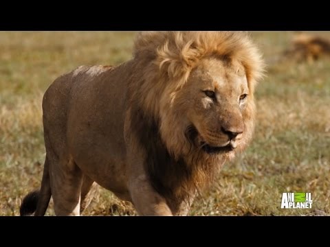 Watch How This Pride of Lions Handle Some Family Drama