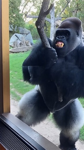 The GorillaTouch on Instagram: "Gorilla Hide-and-Seek Magic Prank✨🦍 @thegorillatouch An old man performs a hide-and-seek magic prank with a gorilla, and the reaction is absolutely hilarious! 😂🦍 When the gorilla suddenly disappears under a cloth, the gorilla behind the glass gets shocked, scared, and goes completely crazy with funny hand movements and wild reactions. This viral animal prank is full of comedy, surprise, and unforgettable zoo moments. Perfect for fans of funny gorilla videos, an