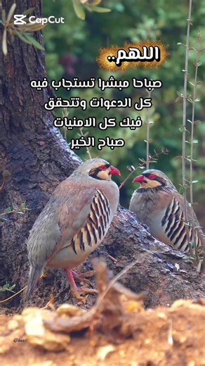 فيديوهات أنشأها O2 (@ho2) باستخدام الصوت الأصلي - O2