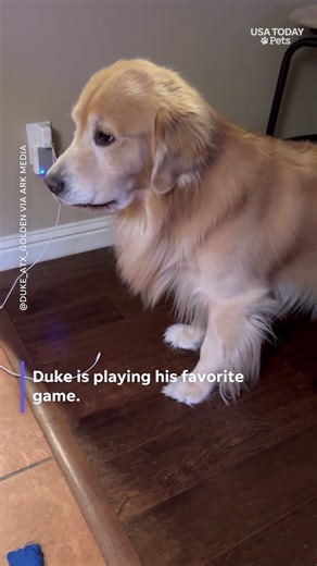 Playful golden retriever plays hide and seek by stealing household supplies